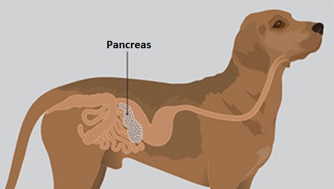 What Is Pancreatitis In Dogs