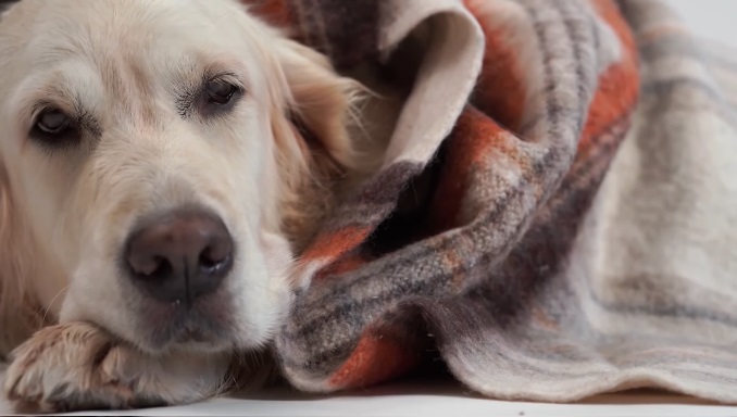 What To Feed A Sick Dog With No Appetite