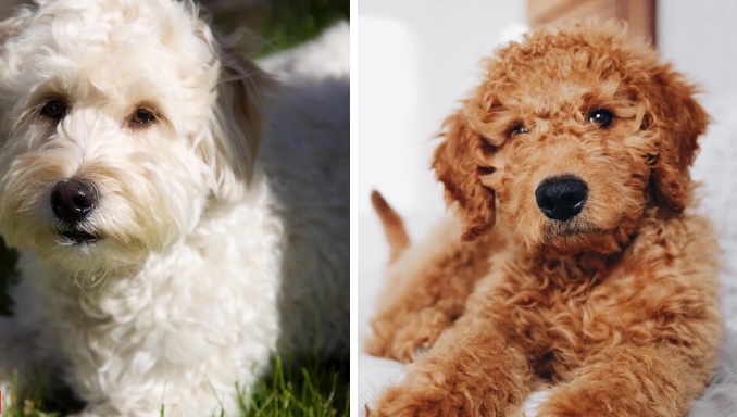 labradoodle vs goldendoodle