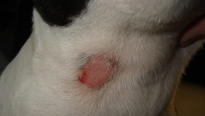 what does ringworm look like on a dog
