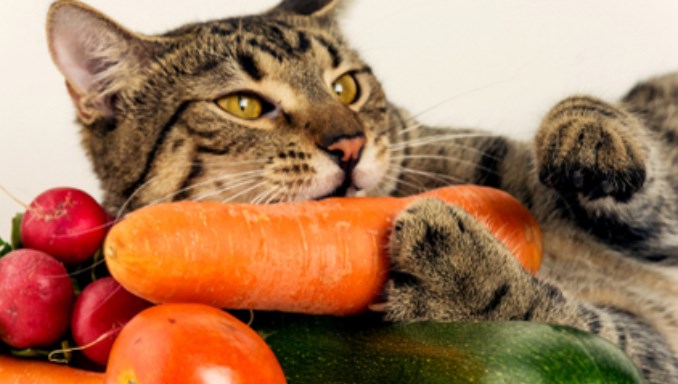 5 Vegetables Cats Can Eat And 5 To Avoid