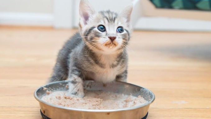 6 Reasons Kittens Won't Eat