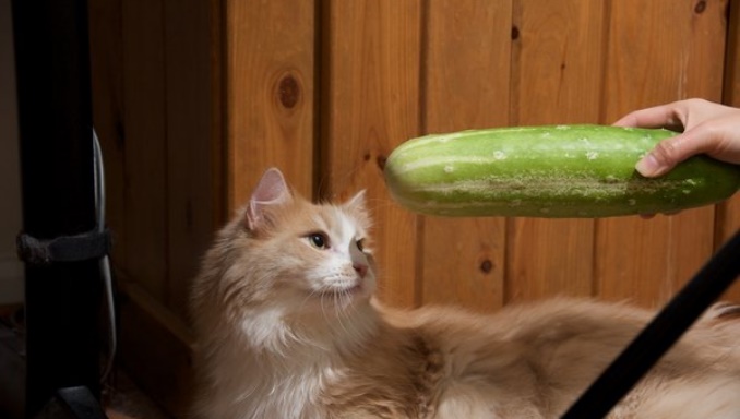 Can Cats Eat Cucumbers