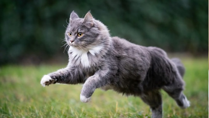 Caring for a Maine Coon Cat