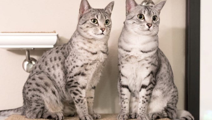 Comparison Between Raising a Male Cat and a Female Cat