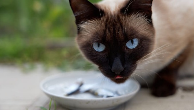 Diet of Siamese Cats