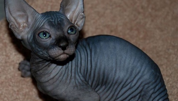 Do Sphynx Cats Shed