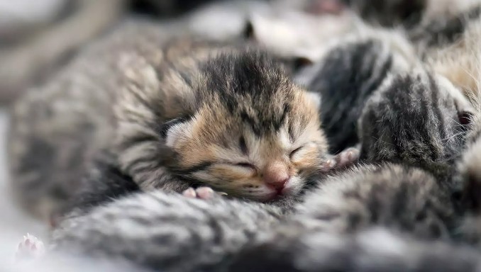 Factors Affecting the Number of Kittens in a Litter