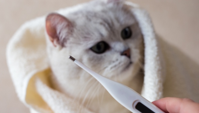 Fever In Cats Causes, Symptoms and Treatment