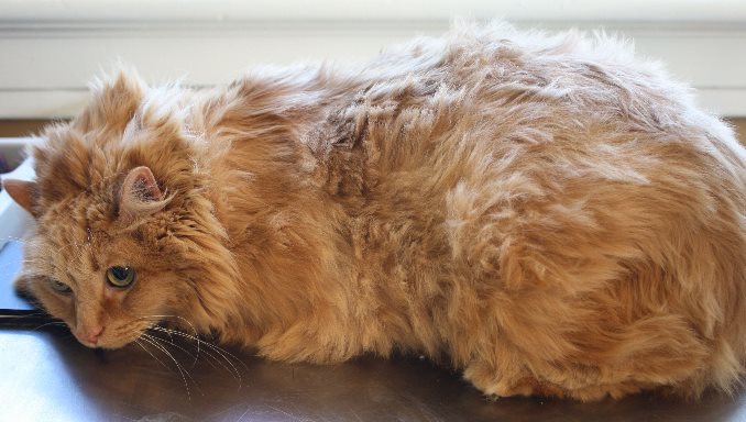 Health Problems That Cause Lumpy Fur in Cats