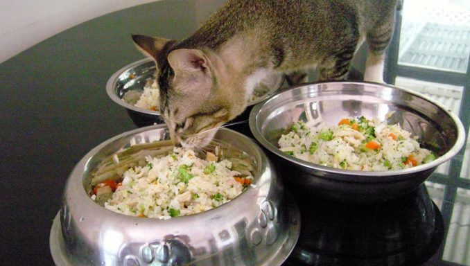 Homemade Food That You Can Feed Your Kittens