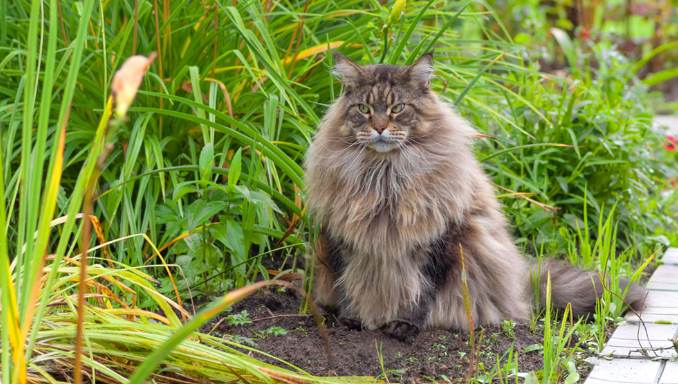 How Do You Know if You Are Allergic to Maine Coon Cats