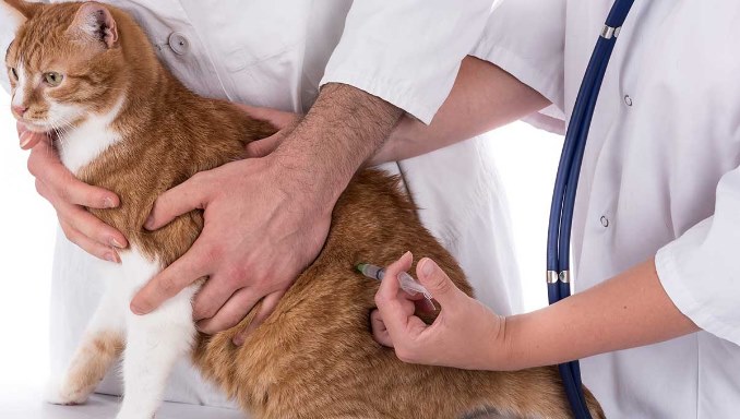 How Much Do Cat Vaccines Cost