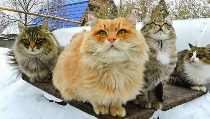 How to Care for Siberian Cats