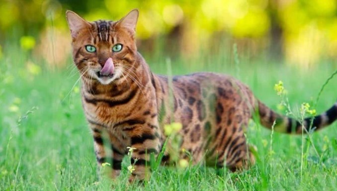 How to Help Bengal Cats Live Longer