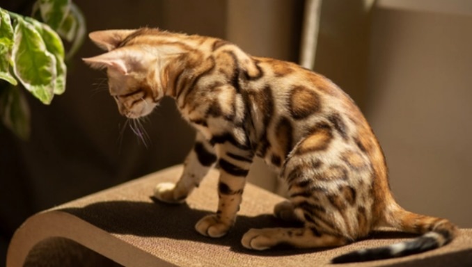 How to Know If You Are Allergic to Bengal Cats