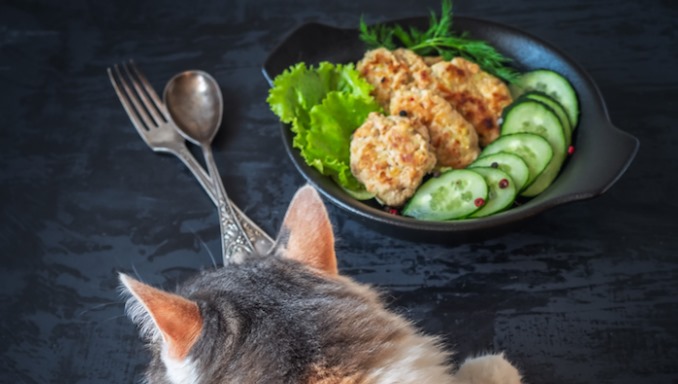How to Make Some Food From Cucumbers For Cats