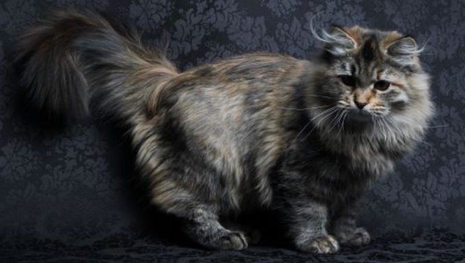 How to Minimize the Risk of Allergies from Siberian Cats