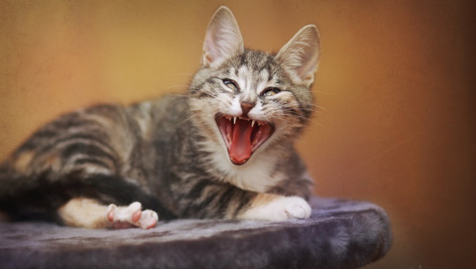 How to Recognize a Cat's Desires Through Their Vocalizations