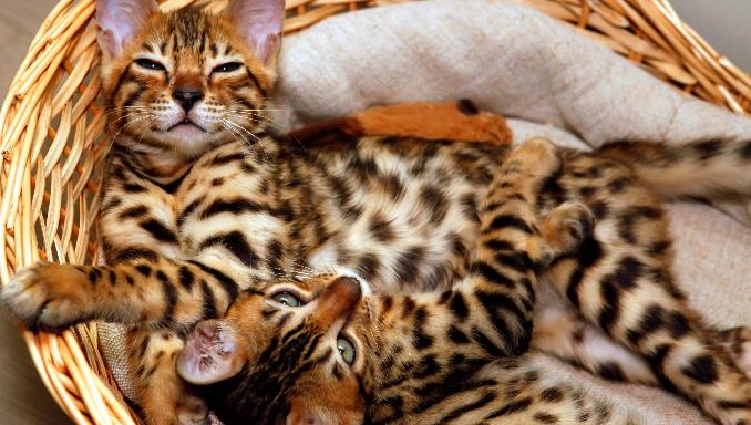 How to Reduce the Risk of Allergies from Bengal Cats