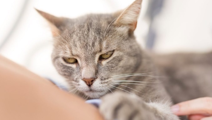 How to Tell If a Cat Has a Grudge Against You
