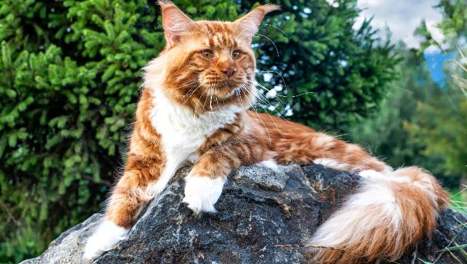 Maine Coon Cats - About the Breed