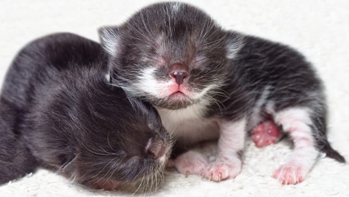 Other Things to Know About Newborn Kittens