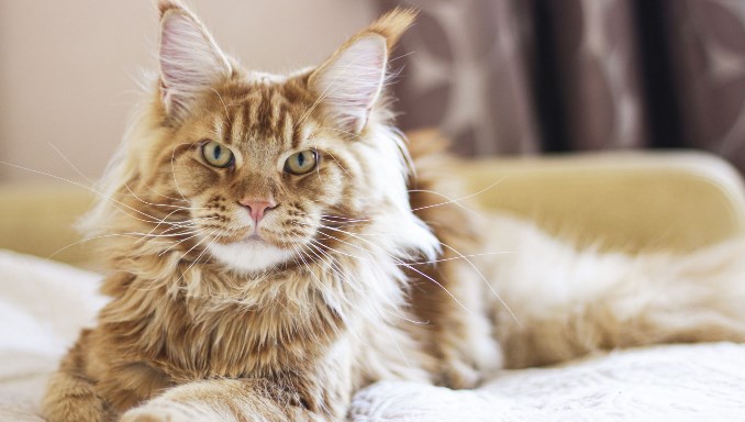 Pros and Cons Of Having a Maine Coon
