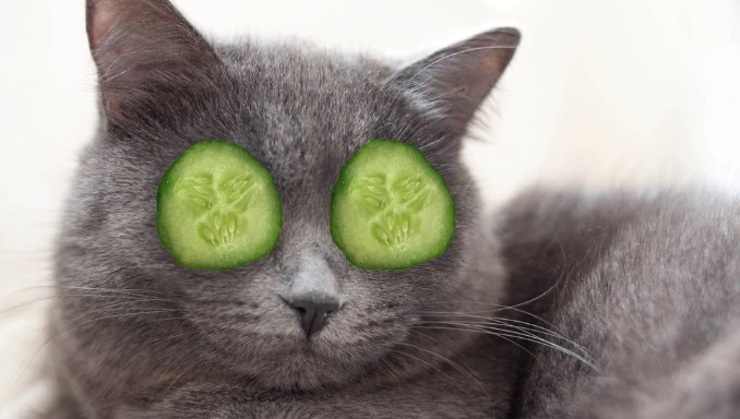 Pros and Cons of Feeding Cucumbers to Your Cat
