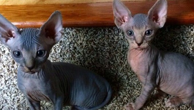 Pros and Cons of Having a Sphynx cat