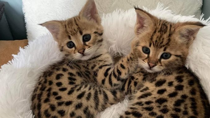 Pros and Cons of Owning a Savannah Cat