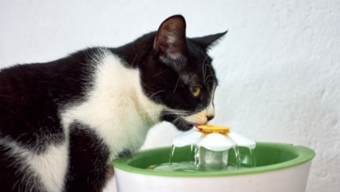 Reasons Why Cats Refuse to Drink Water