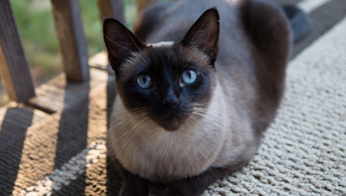 Siamese Cats Health Issues and Care