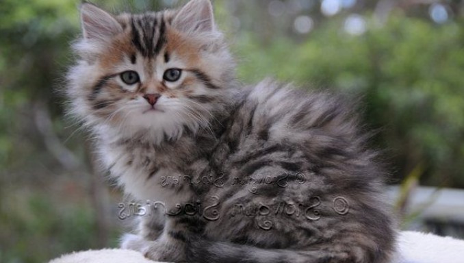 Siberian cats Health, Behavior, and Personality