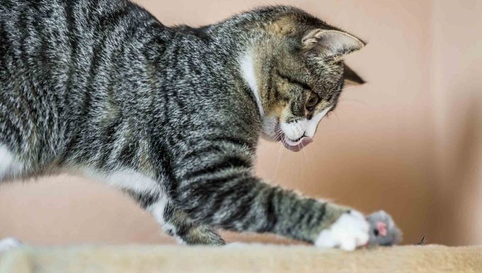 Signs That Your Cat Is Worried or Stressed