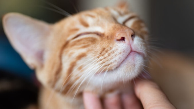 Signs That a Cat Has Forgiven You
