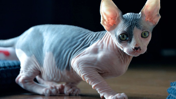 Sphynx Cats - About the Breed