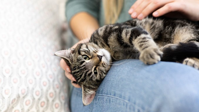 The Benefits and Harms of Cats Making Biscuits