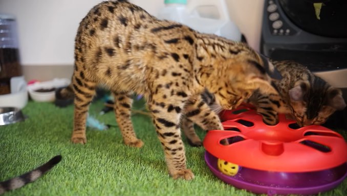 The Experience of Some Who Raised F1 Savannah Cats