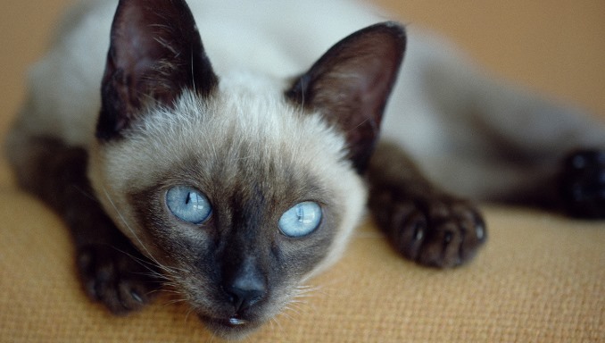 Things to Know before Raising Siamese Cats