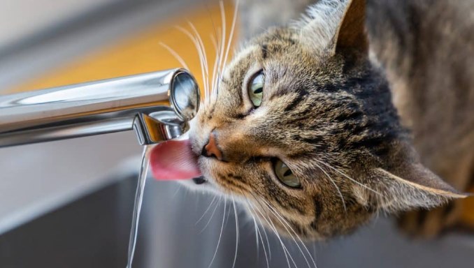 Treating Dehydration in A Cat