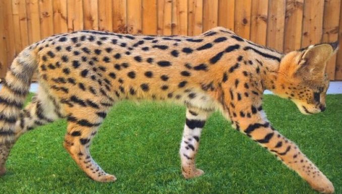 What Is An F1 Savannah Cat