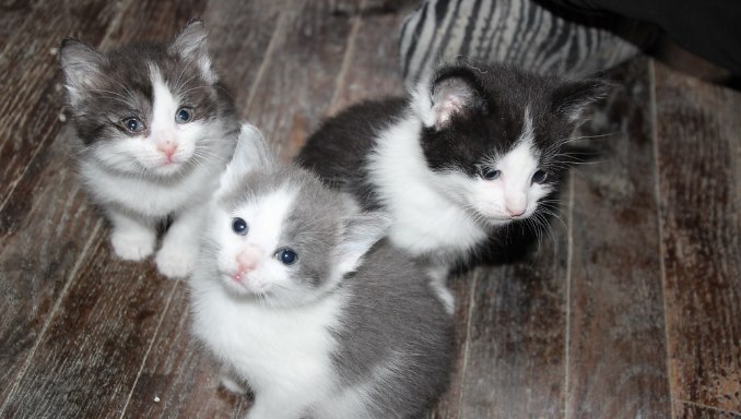 When Do Kittens Open Their Eyes - Eye Development in Cats