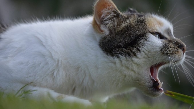 Why Do Cats Vomit