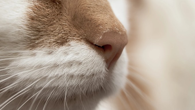 Why Is My Cat's Nose Wet