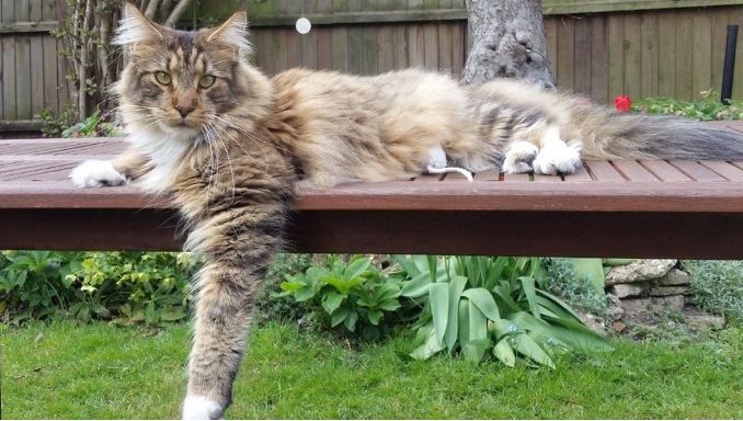 are maine coon cats hypoallergenic