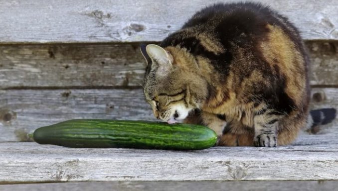 can cats eat cucumbers