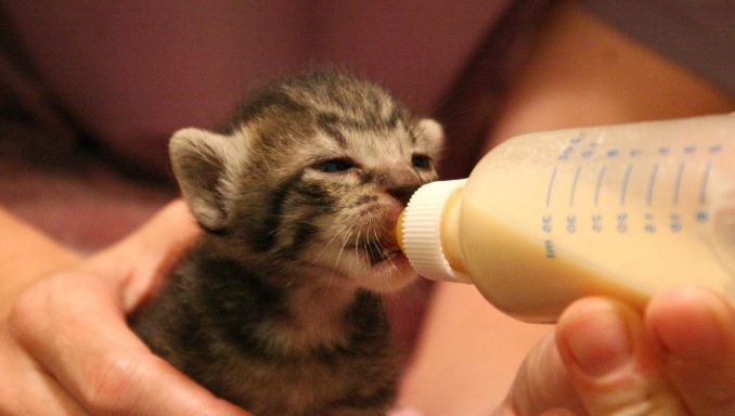 How Long Can A Kitten Go Without Eating 2023 Vet Ranch We Love Pets