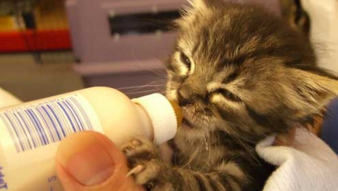 how long can a kitten go without eating