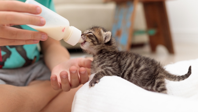 How Long Can A Kitten Go Without Eating 2024 Vet Ranch We Love Pets